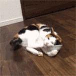 猫草、猫薄荷、木天蓼到底都是些什么？ 知乎 