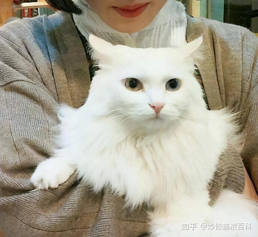 养猫“养公不养母”?过来人说出真相,原来如此! - 知乎