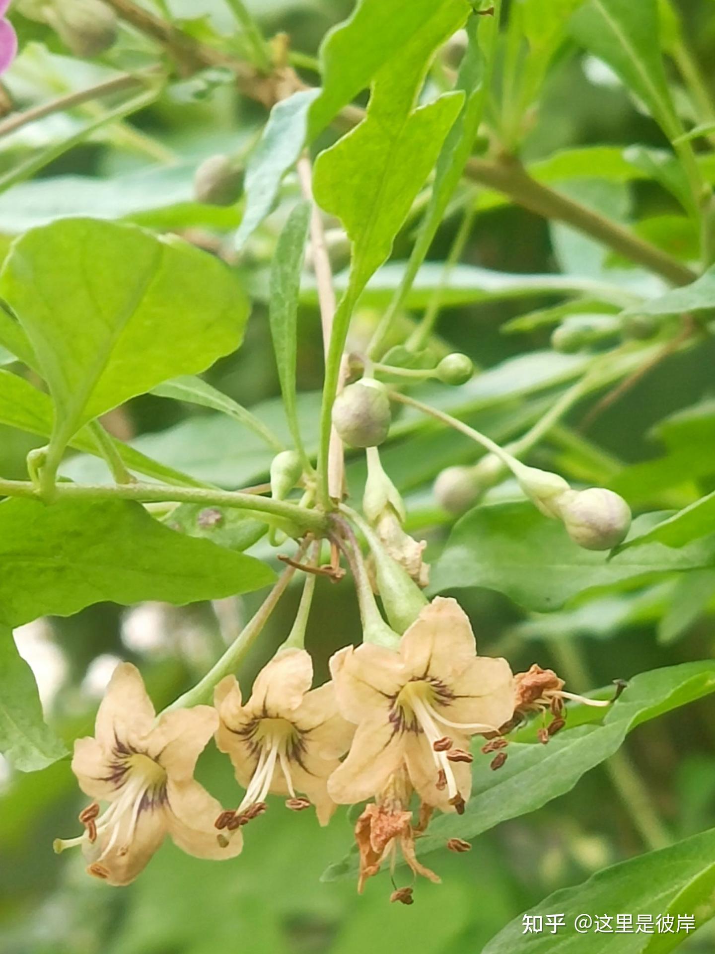 这三种颜色的枸杞花,你都见过吗? - 知乎