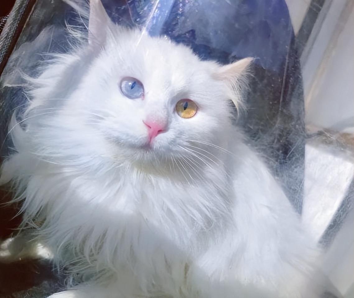 狮子猫都有什么颜色,眼睛都有什么颜色 - 知乎