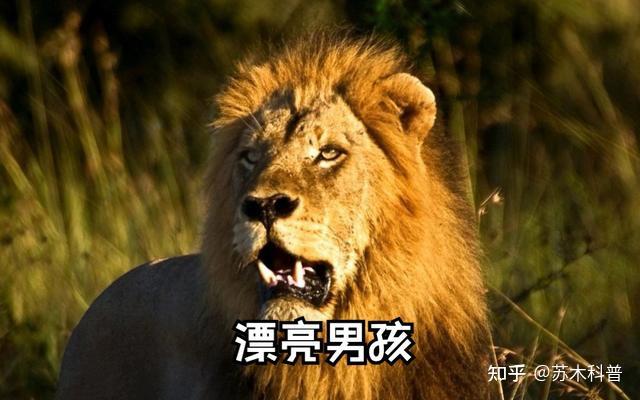 狮群中只有狮王有交配权,那么在发情期其他雄狮怎么办? - 知乎
