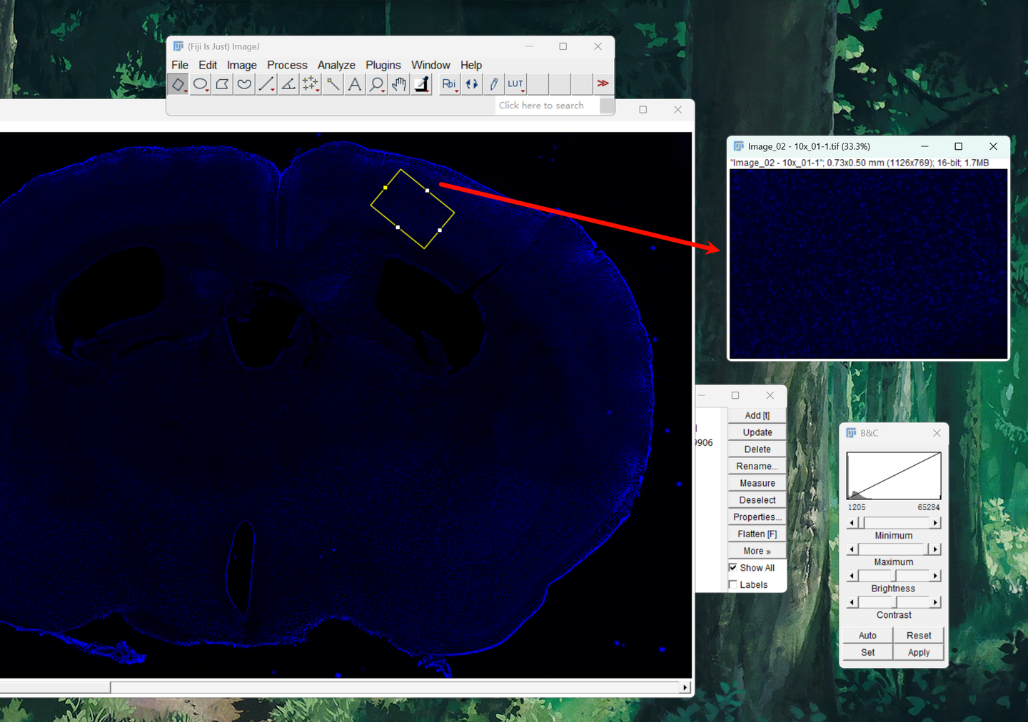 ImageJ丨如何设置特定大小的ROI（正的矩形、旋转的矩形）并裁剪ROI区域- 知乎