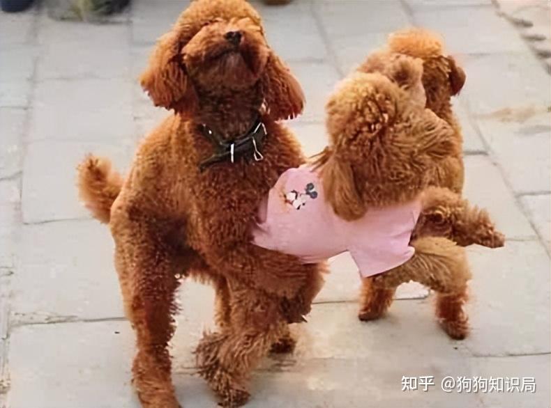 养“公泰迪”和“母泰迪”有什么区别?过来人说差别太大了