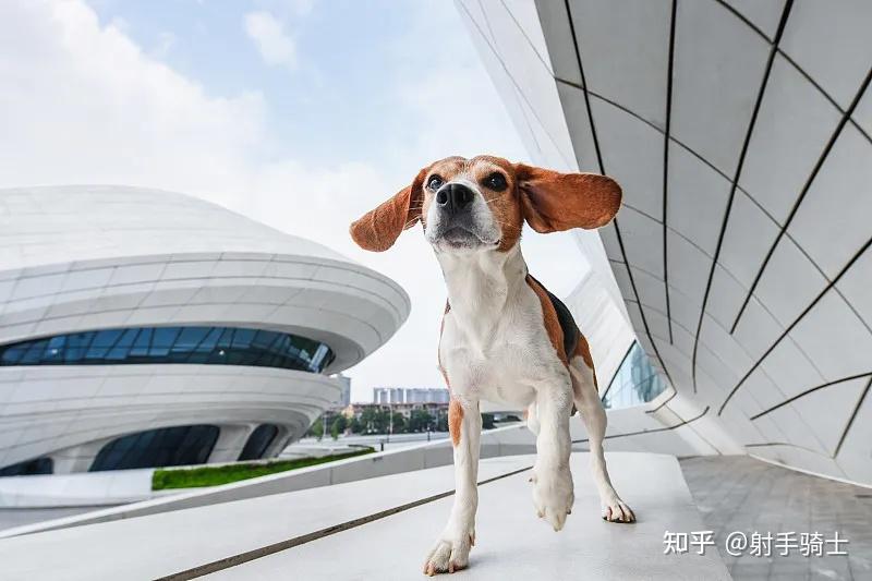 史宾格犬和比格犬串种图片