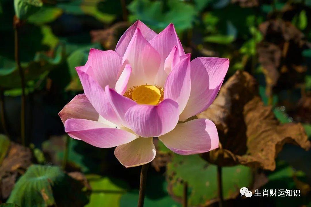 十鼠九富,属鼠人好命的出生月份,你家有吗?老话讲的不假 - 知乎