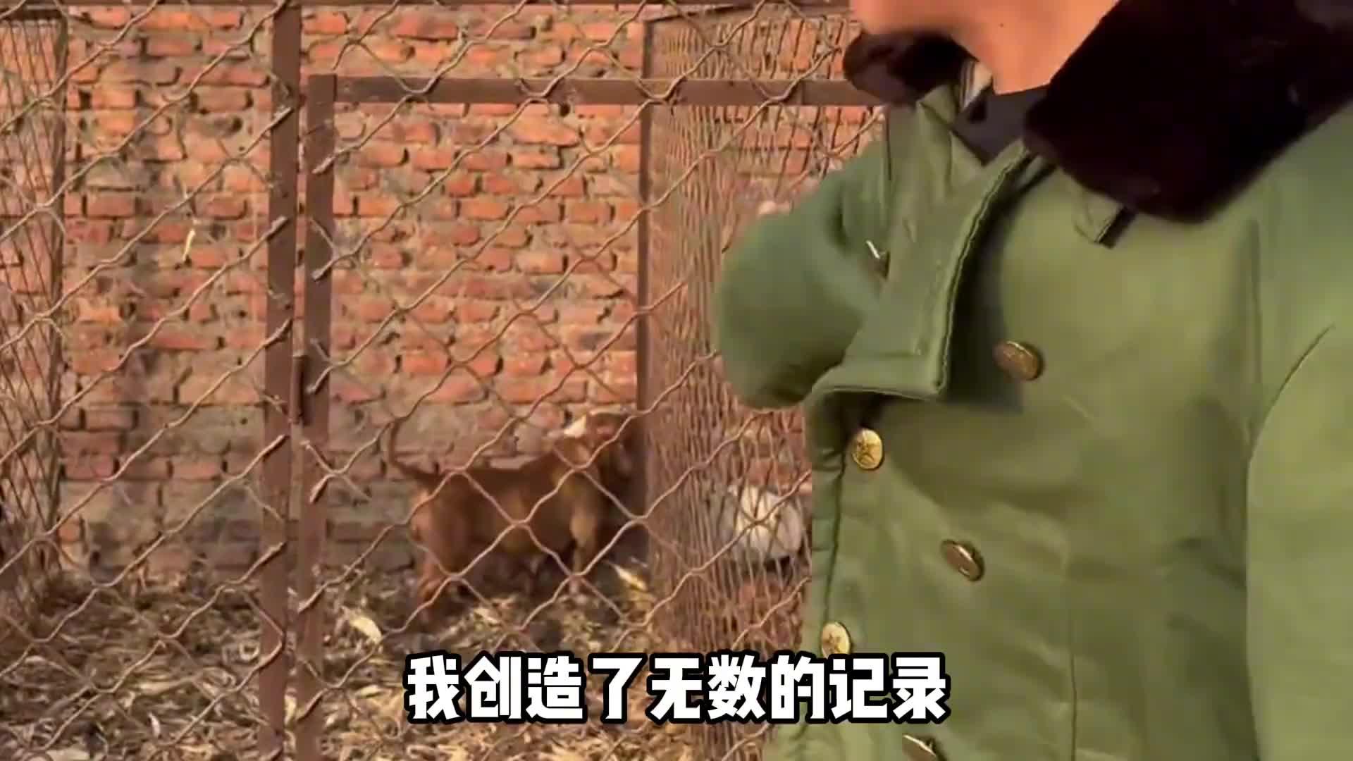 潘宏园区的恶霸犬来福只是病了才有了半拉柯基潘宏园区恶霸犬