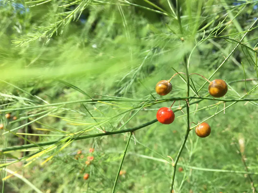 道仙草|芦芽短时荻笋齐 - 知乎