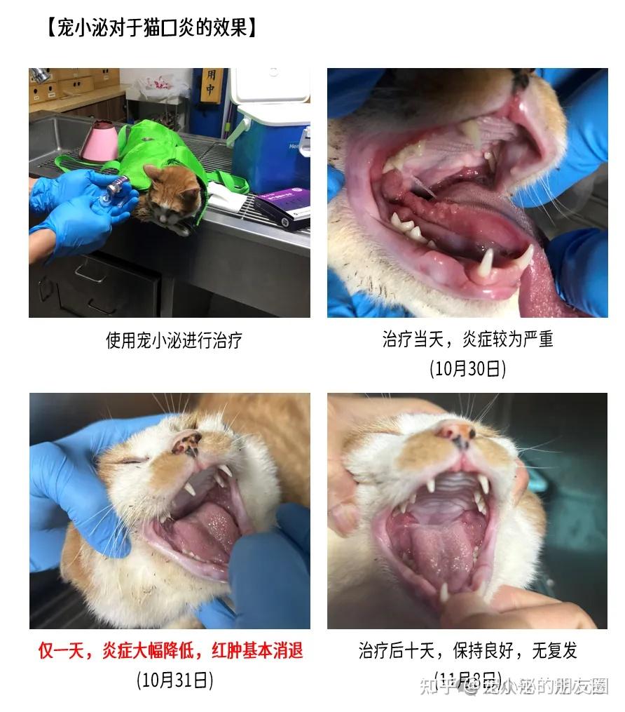 猫口炎的终结者来了 - 知乎