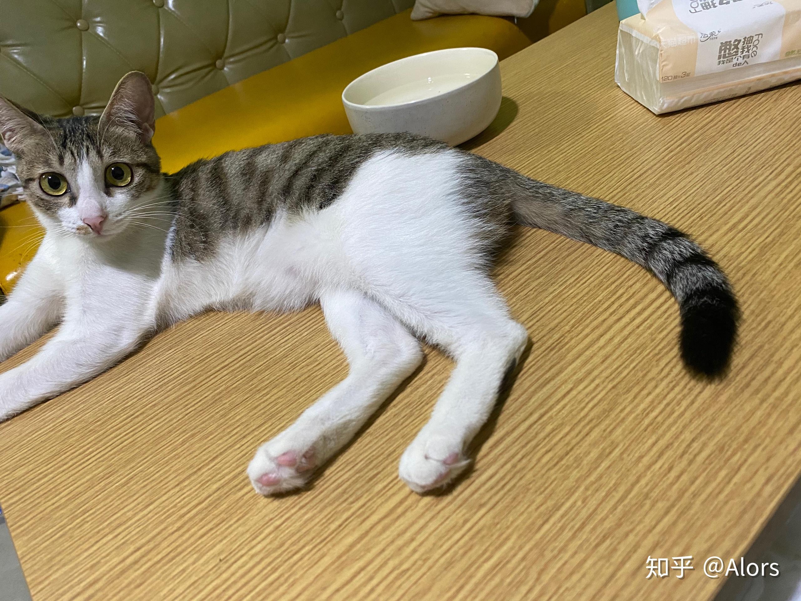 四川简州猫的耳朵到底跟普通猫有什么不同?