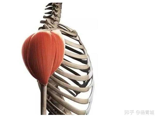 请问女生如何练三角肌后束