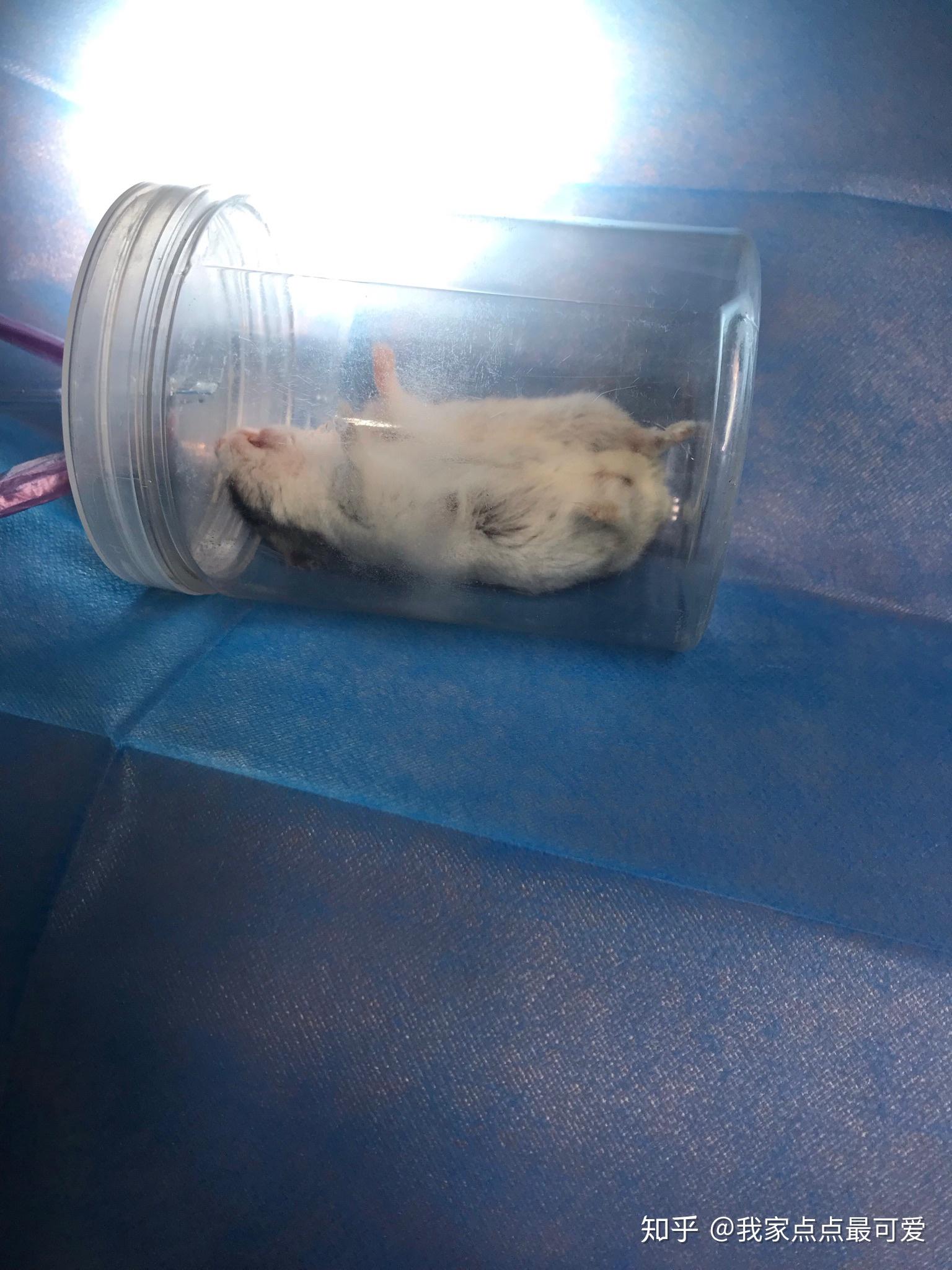 真心求助 ,我家的仓鼠前肢腋下长了一个疑似肿瘤的肿块 ,到处求医了