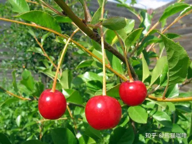 水果界的“天然钙库”——欧李 - 知乎