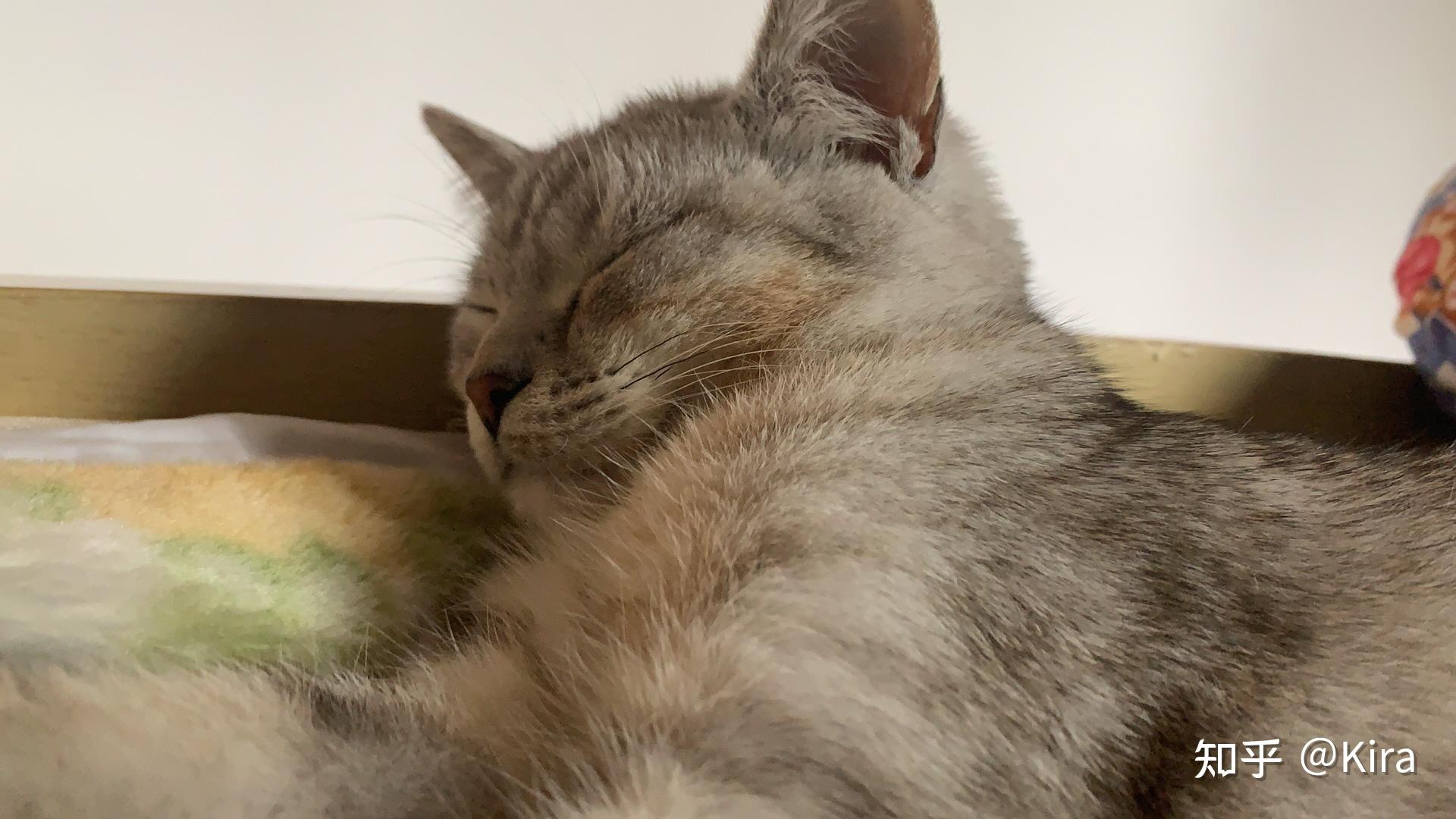 能看看你家猫咪的自拍照吗