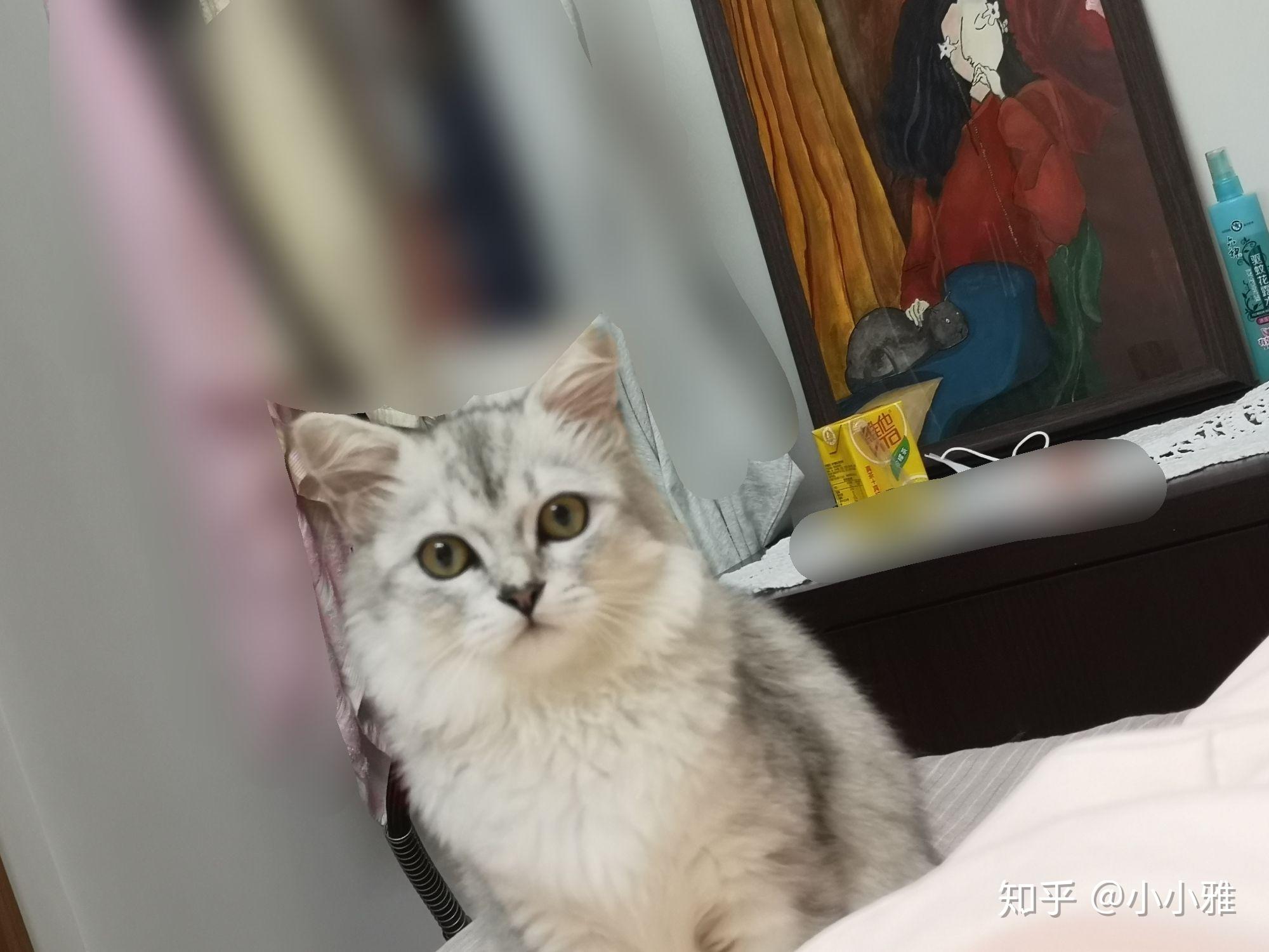 有木有布偶串银渐层的宝宝啊想康康长什么样