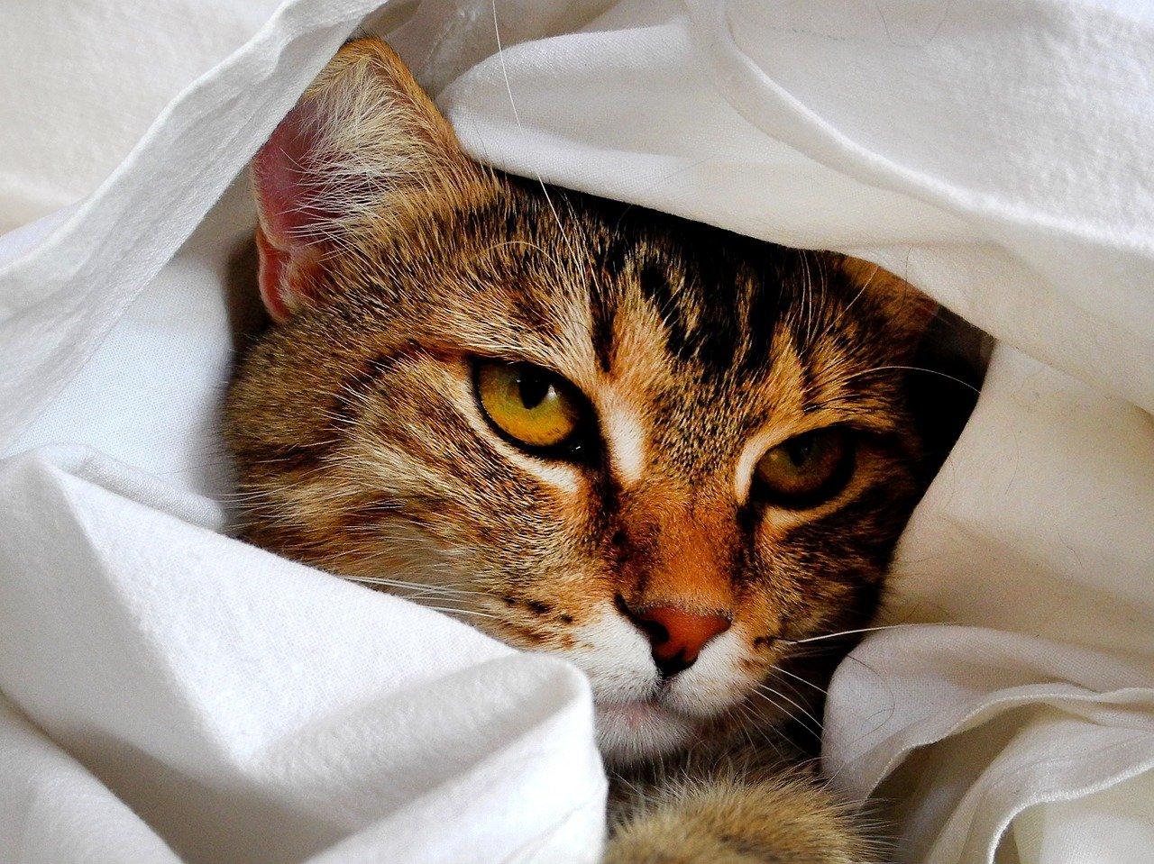 4. 财神画像鉴定