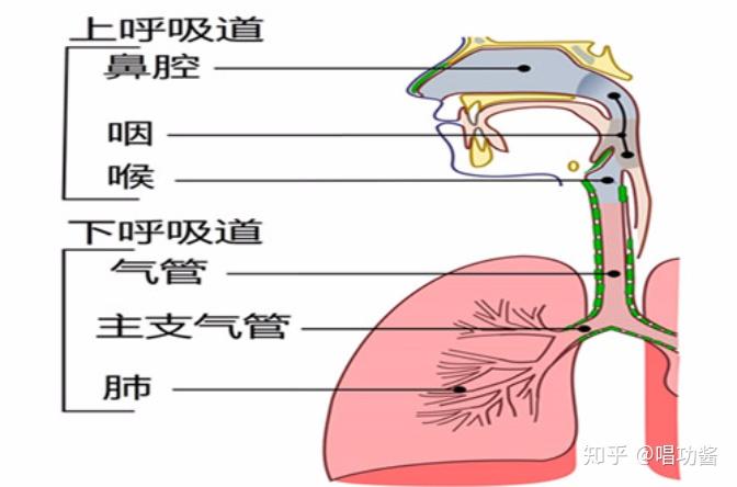 唱歌的动力器官图片