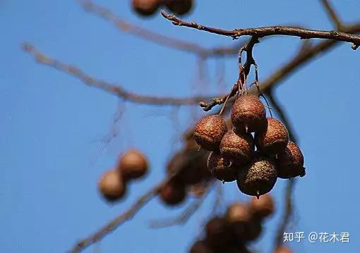国家Ⅱ级保护濒危珍稀植物：秤锤树 - 知乎