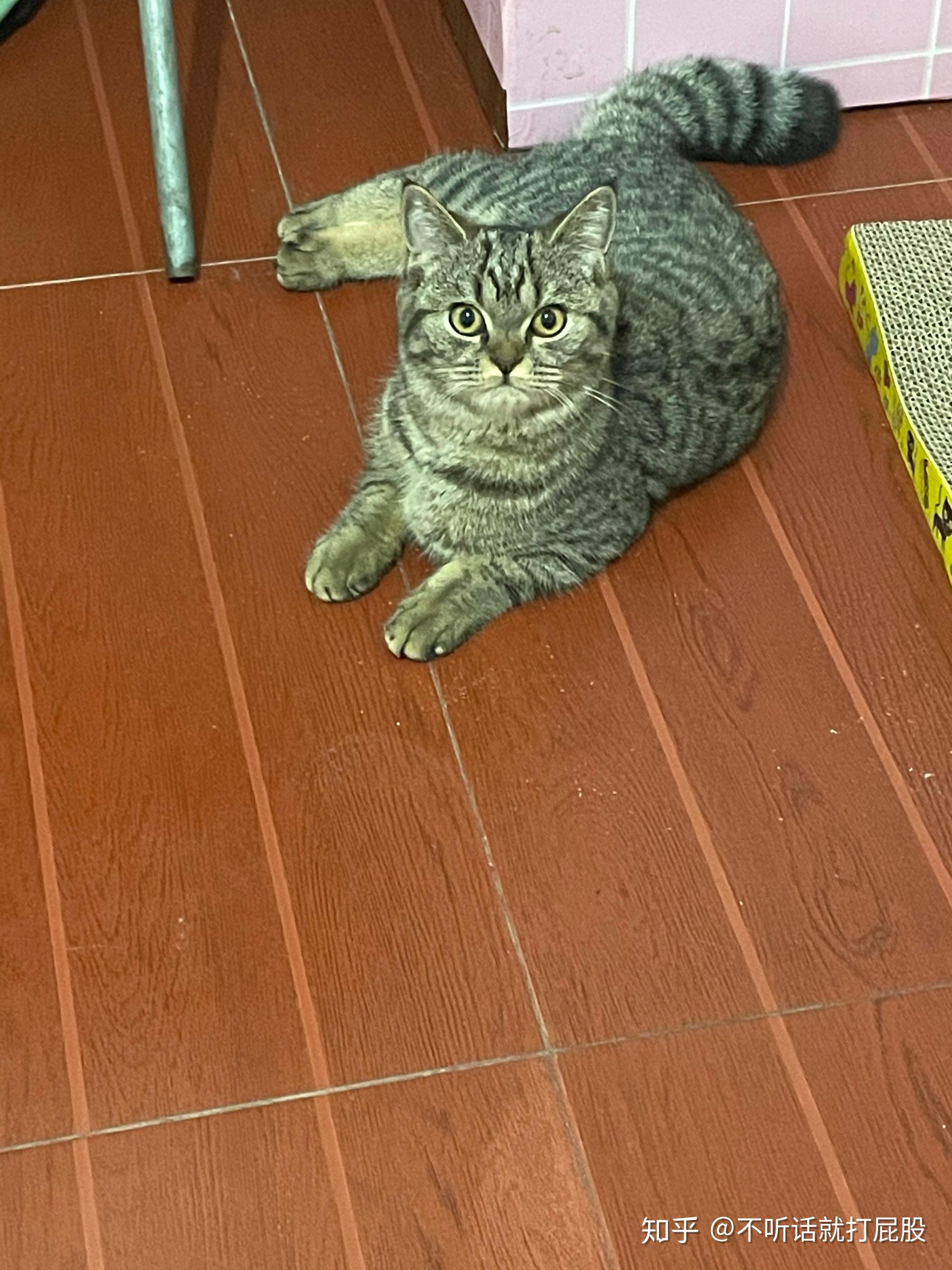 这只是狸花猫么,为什么是美短和英短串出来的! - 知乎