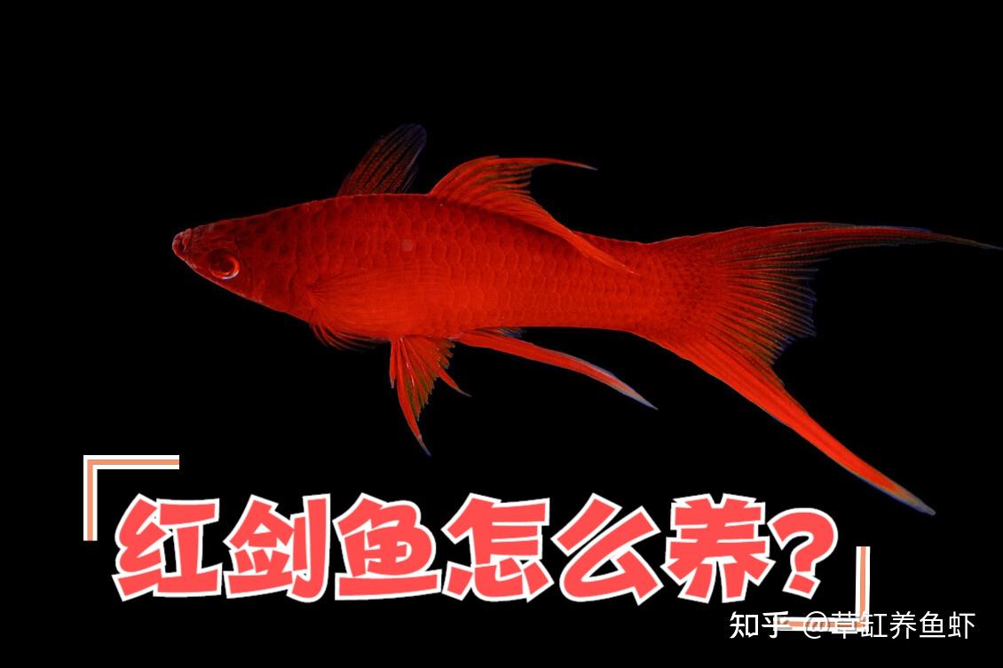 红剑鱼该怎么养？从这10个方面入手，哪怕你是新手也能养好 - 知乎