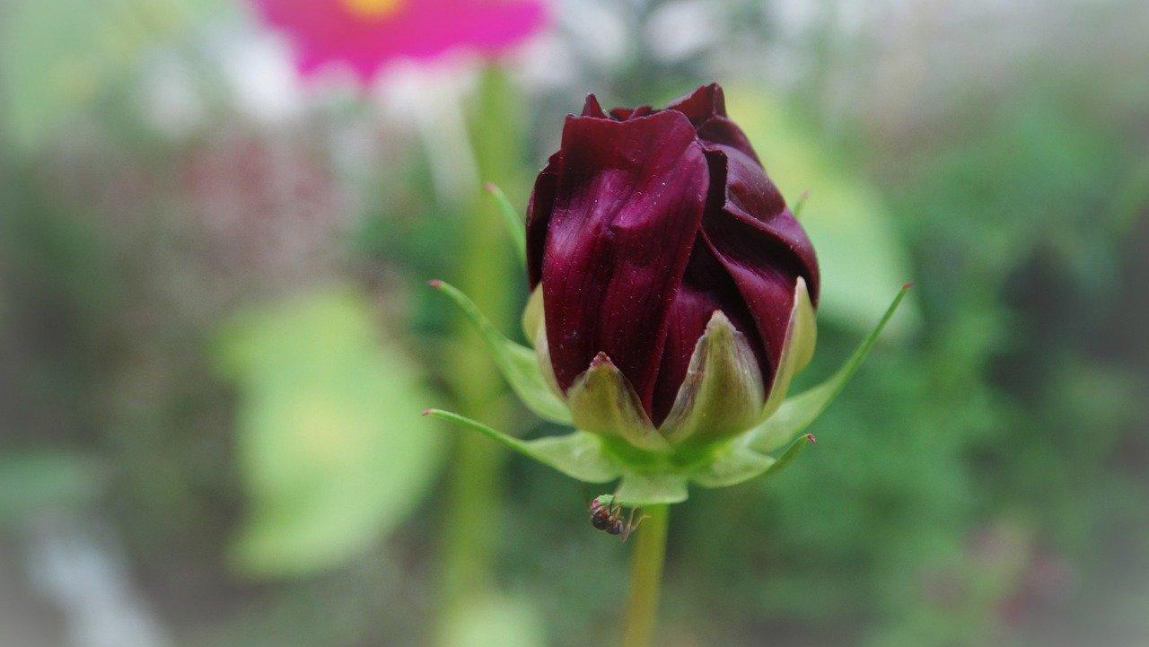 3. 红豆杉花苞形状