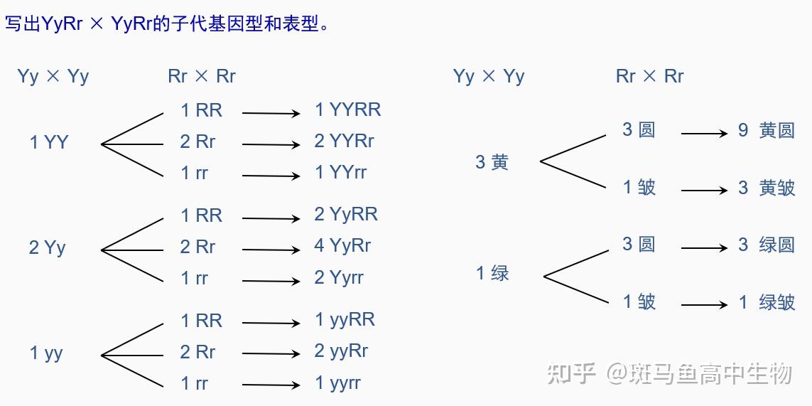 這個基因型比例是怎麼算出來的