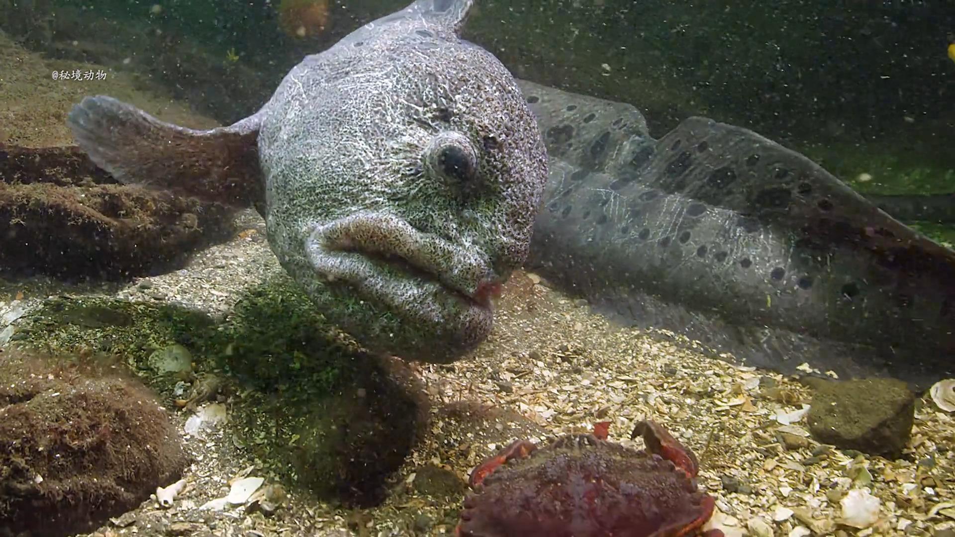 狼鳗一种长相和实力并存的可怕猎手在海洋中它们几乎没有天敌