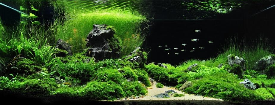 草缸里的水草是否真的需要co2 知乎 草缸里的水草是否真的需要co2 知乎
