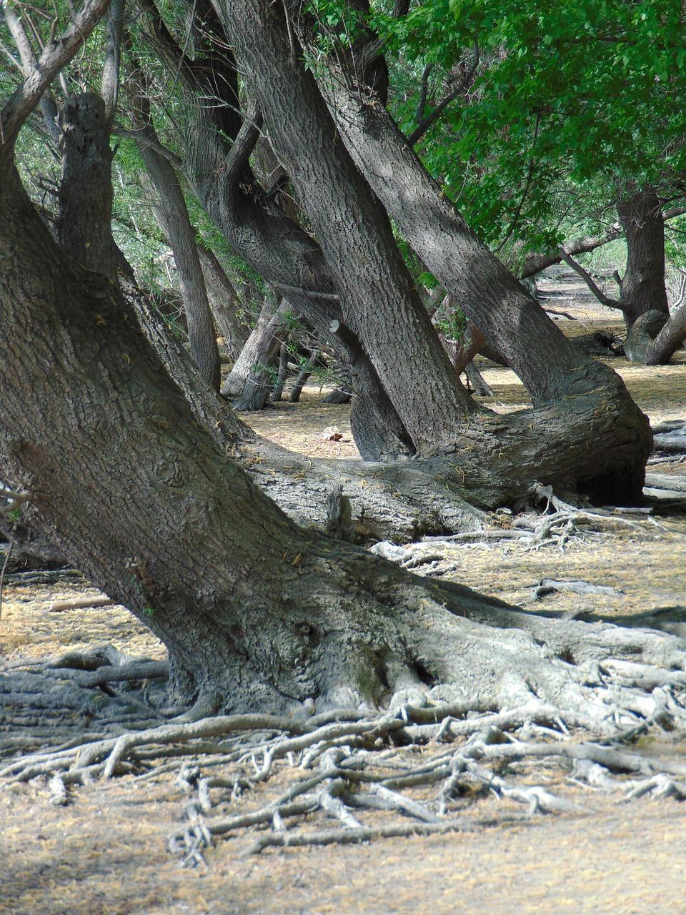 3. 树干病害处理