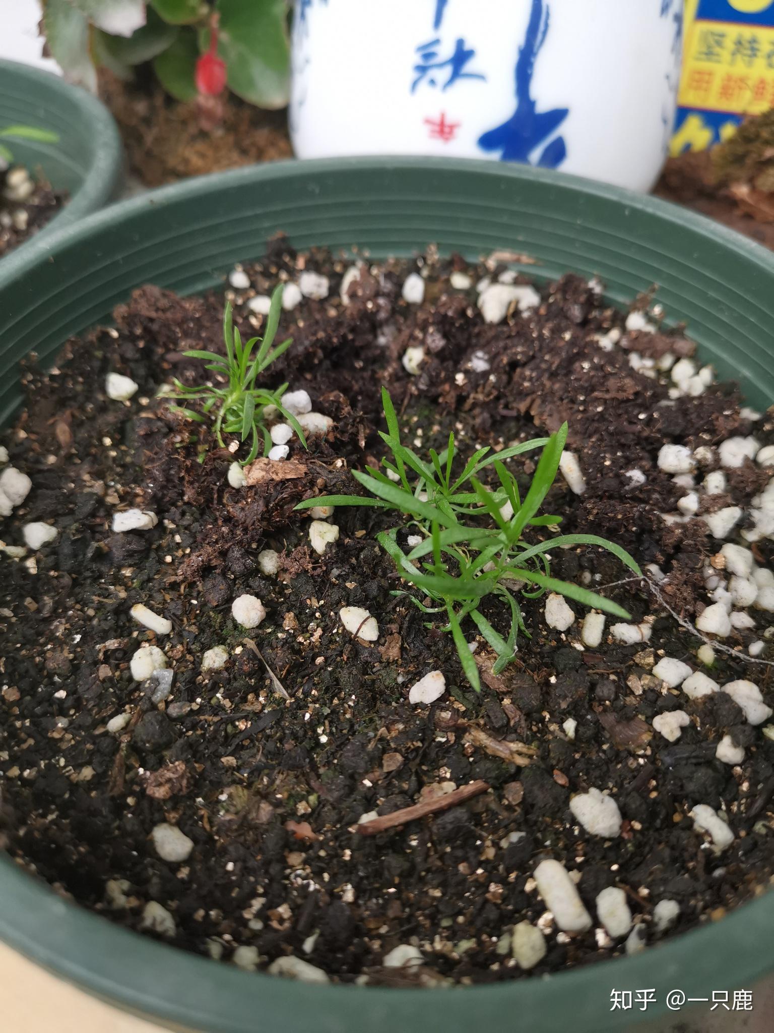 在网上买的满天星种子真的能种粗来吗