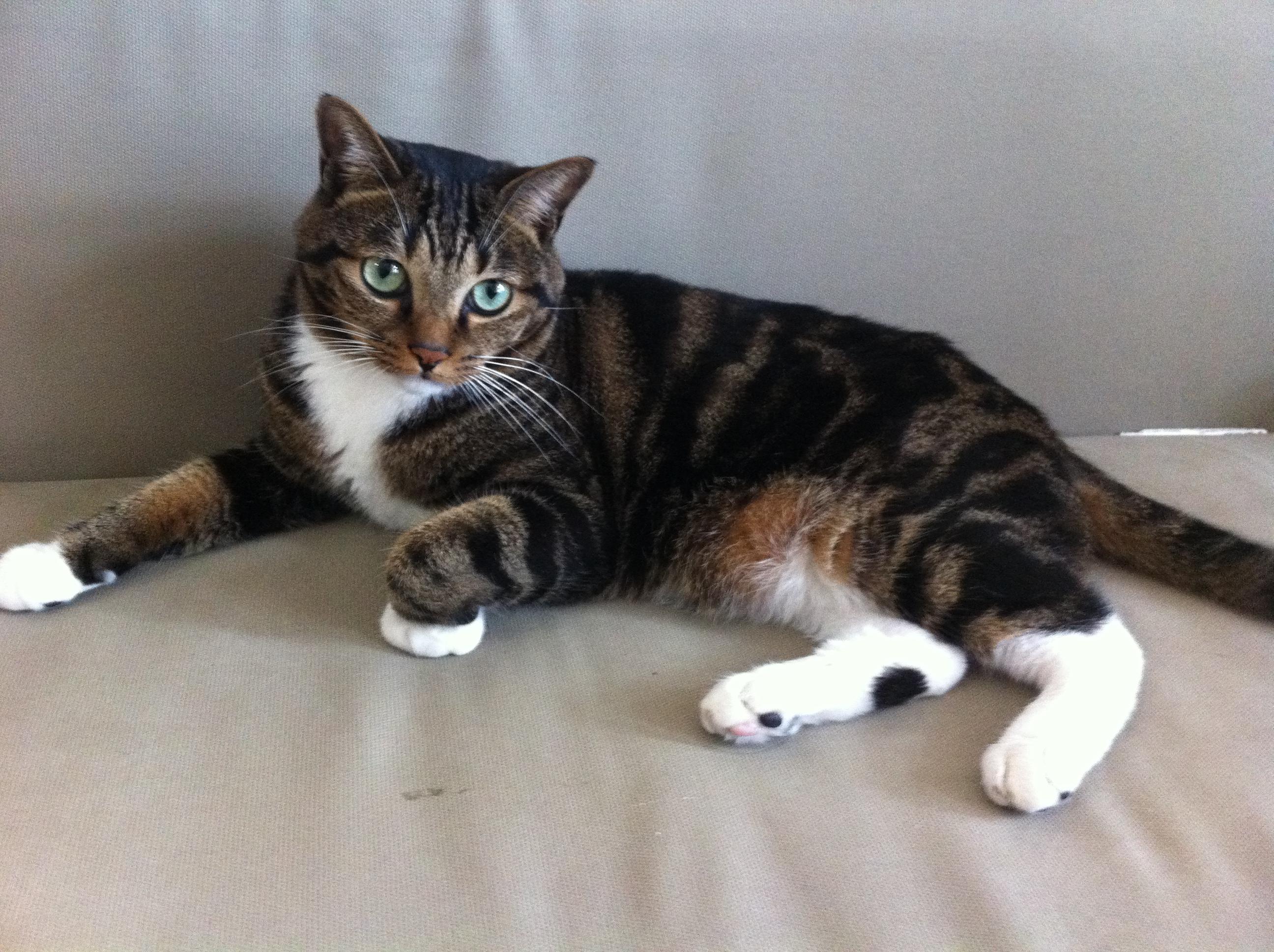 养狸花猫是什么样的体验? - 知乎