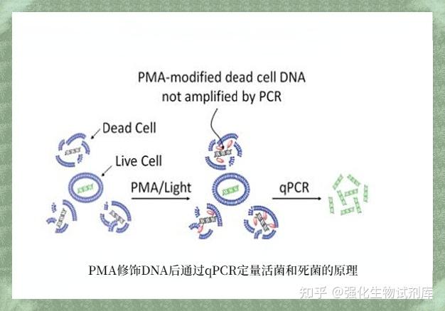 Pma Study PropidiumMonoazide(PMA)的详细使用方法 - 知乎