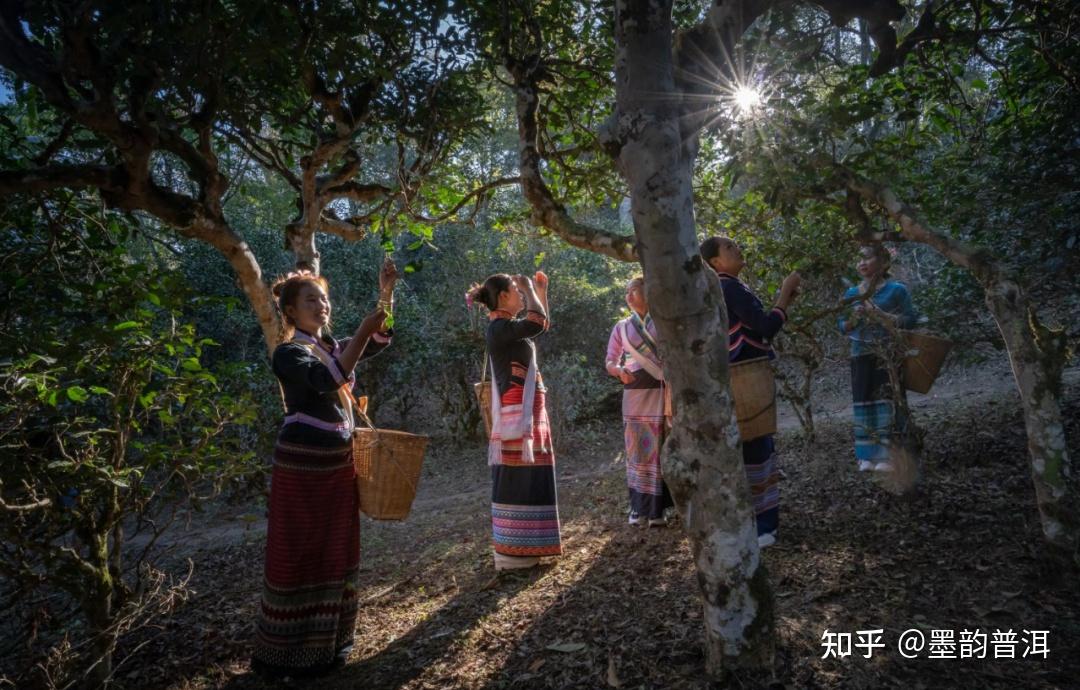 一韵越千年,揭秘古茶树的价值及存在意义 - 知乎