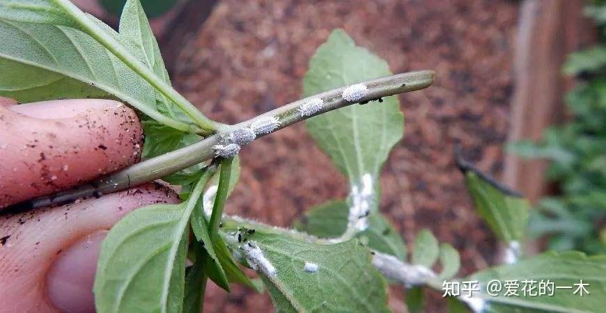 养花7种“病害”，对植物危害大，园艺师教你，如何科学处理- 知乎