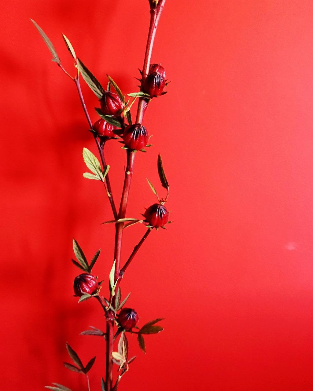 2. 珊瑚樱繁殖方法