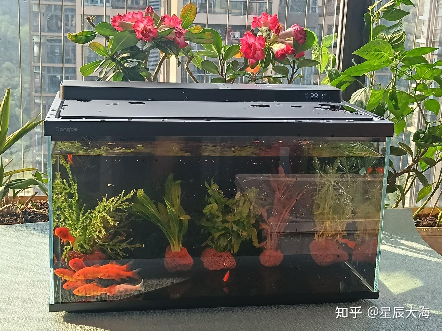 618 桌面智能鱼缸深度测评|告别低价缸反复翻车!当贝 2S Ultra 凭什么是小缸养鱼的顶配标准答案