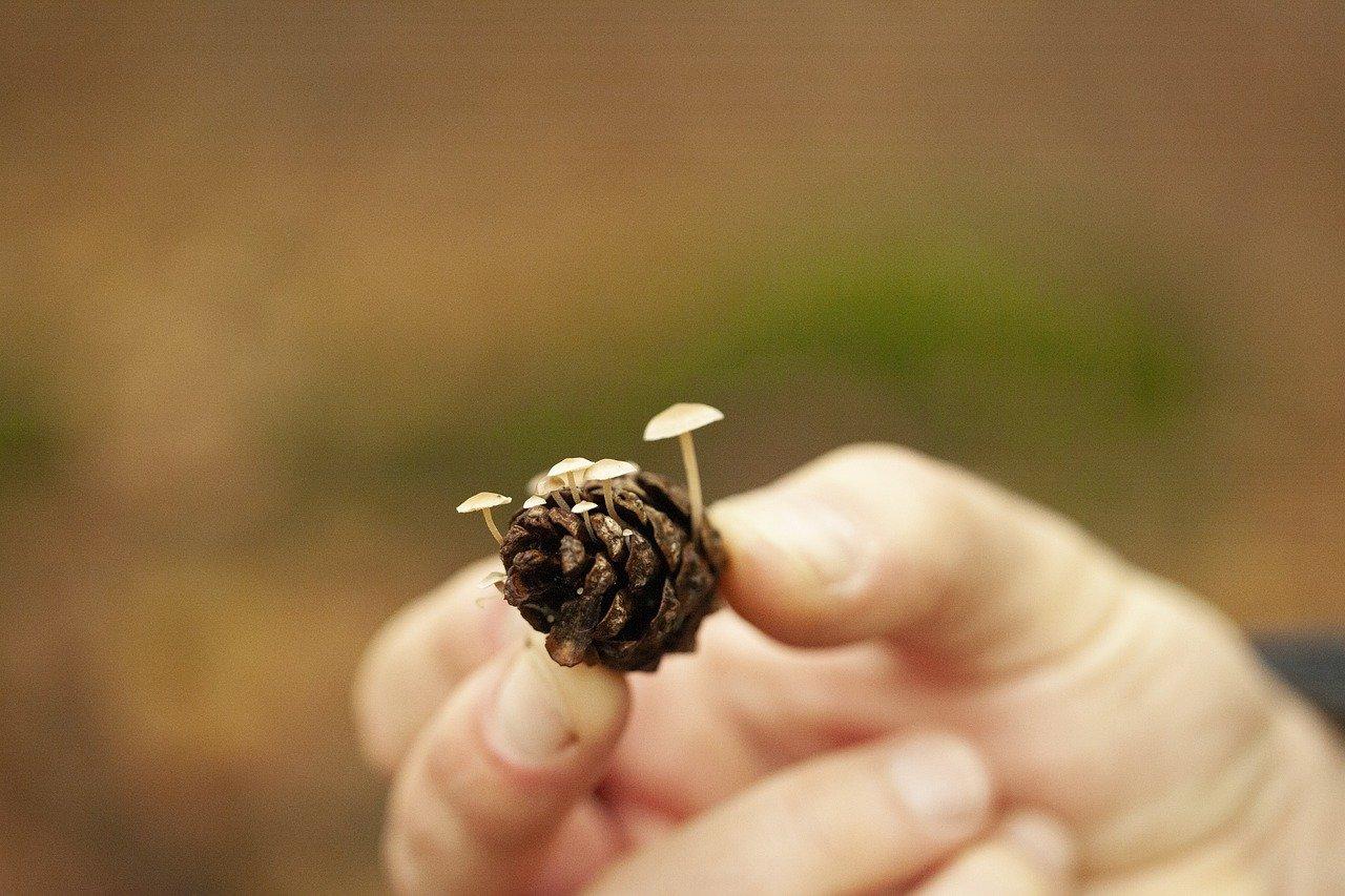 3. 崖柏收藏入门