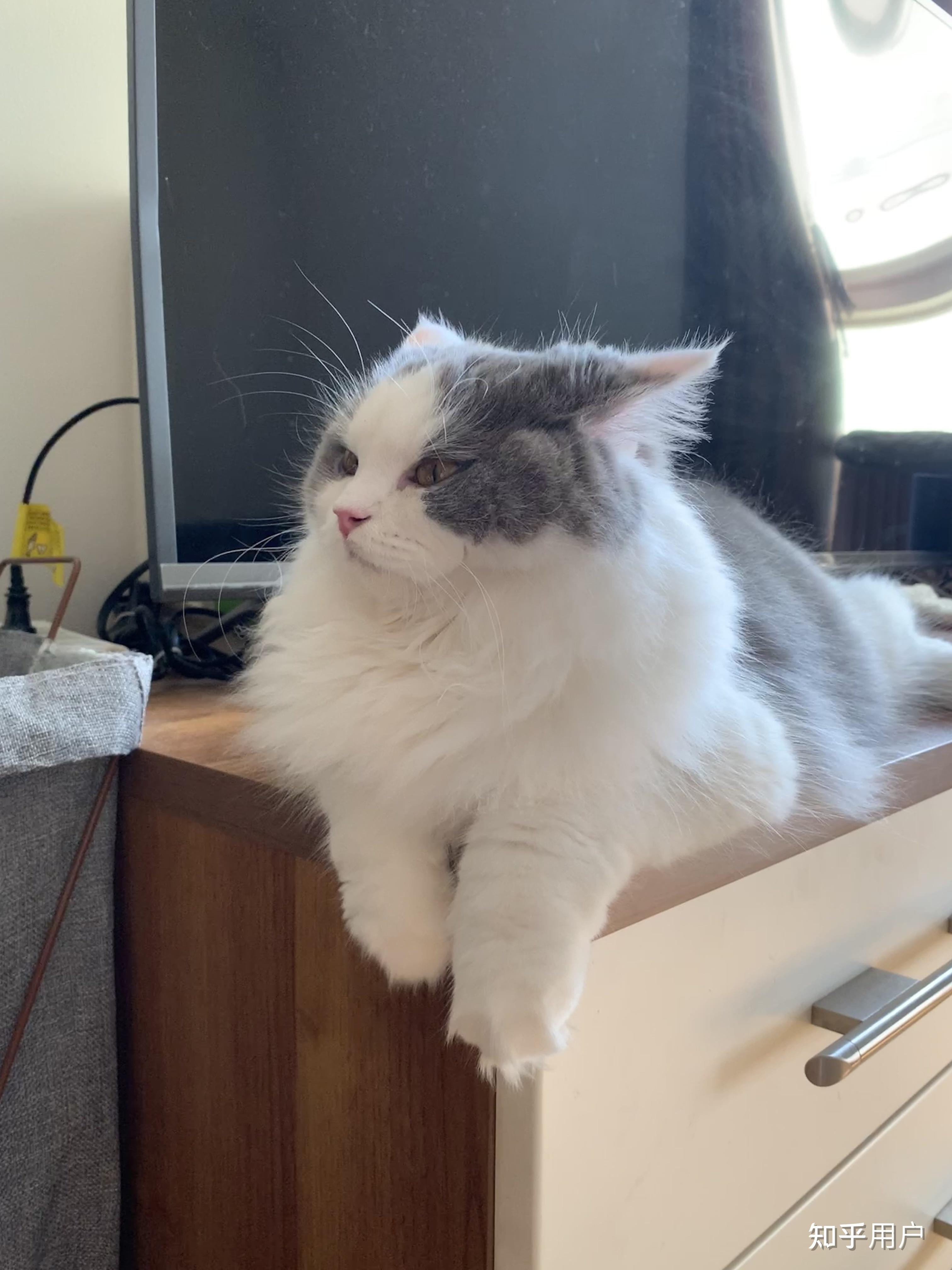 蓝白高地是什么品种