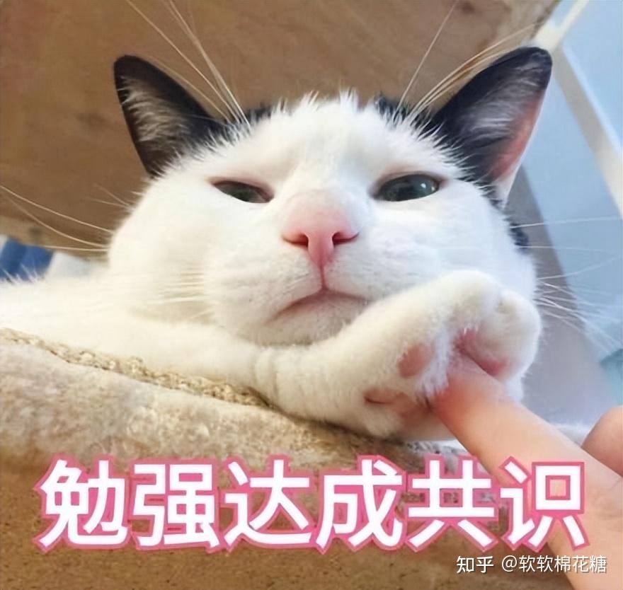 网评“比狗还忠诚”的几种猫,听话可靠,放心养! - 知乎