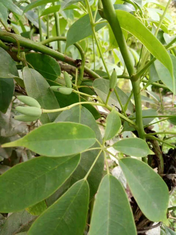 开花题主图片上很可能是七叶木通的果实.