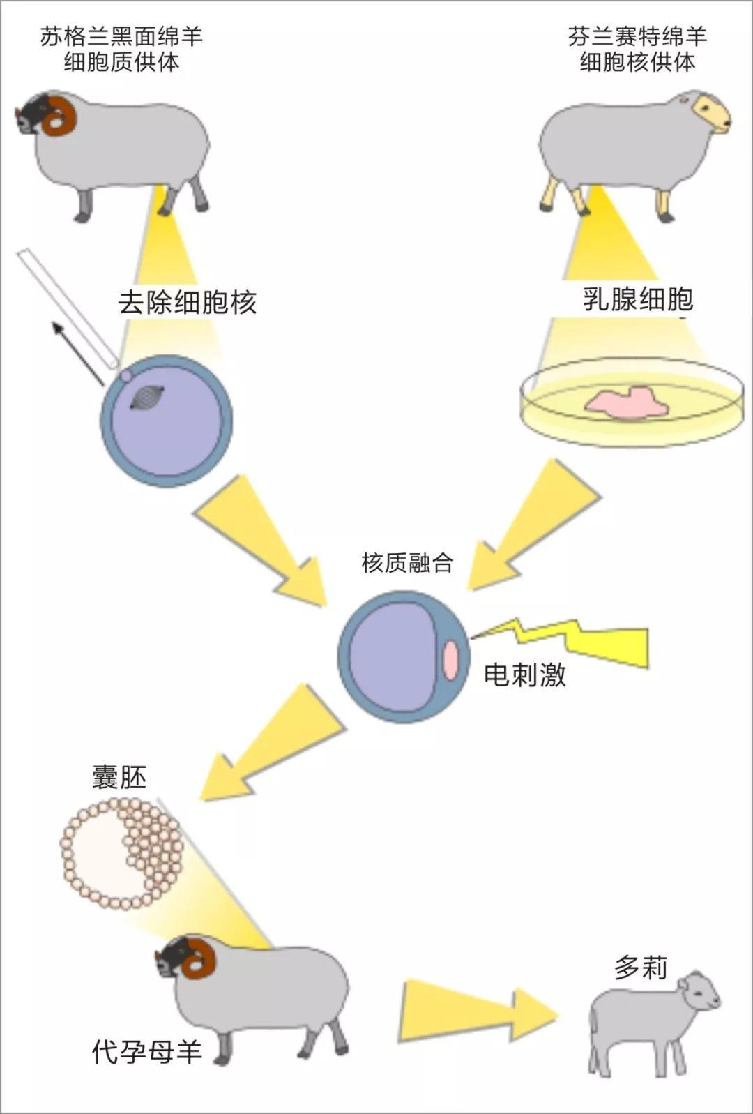 他才是真正的克隆羊“多莉”之父,却被人遗忘至今 - 知乎