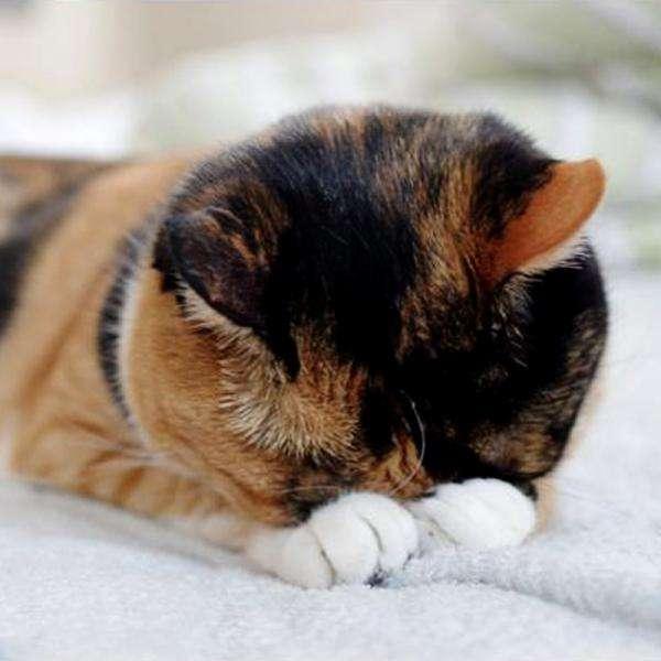 猫咪喜欢捂脸睡的心理