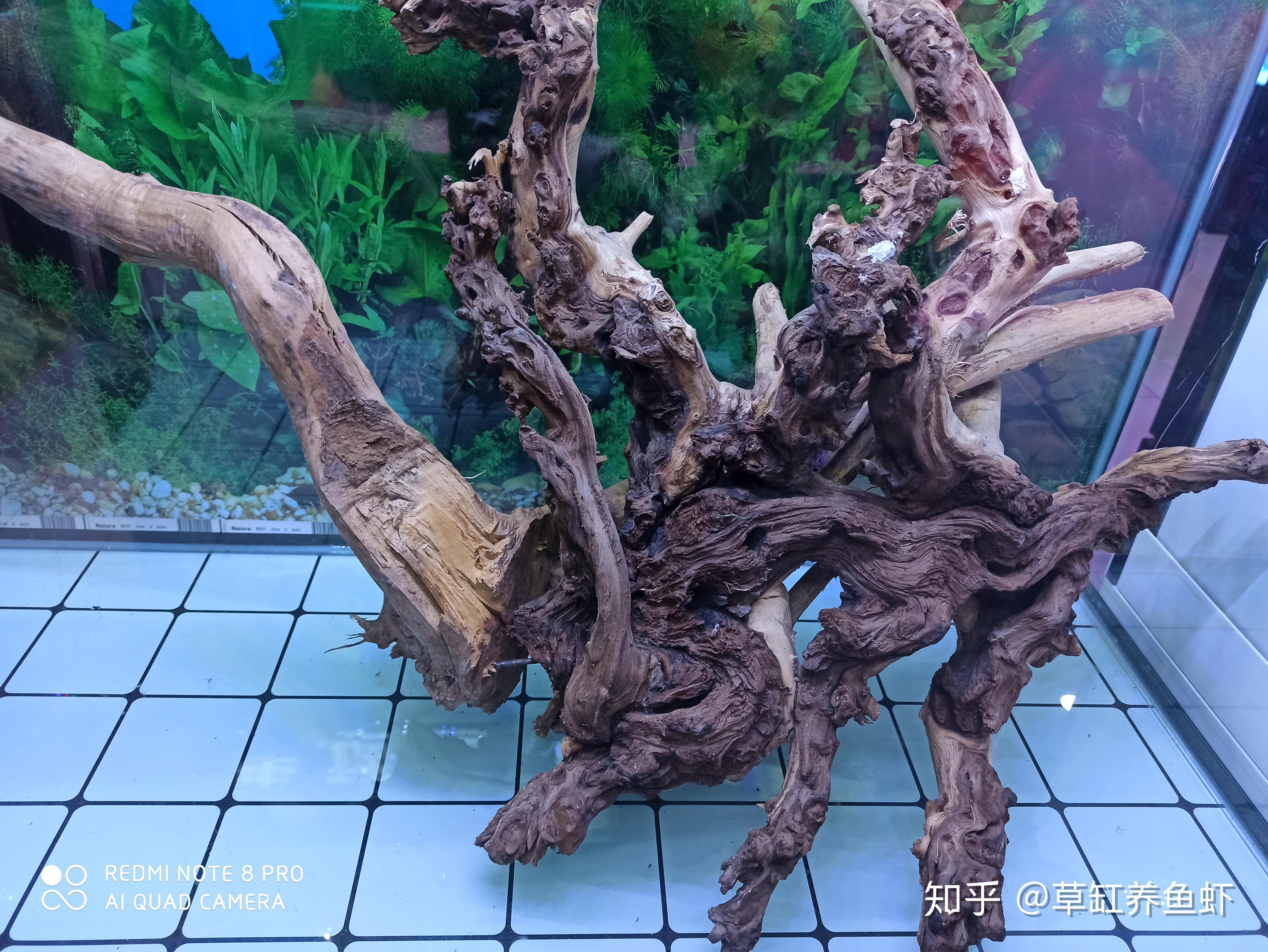 鱼缸造景离不开沉木,我们如何选沉木?谈一点我的沉木选用经验 - 知乎