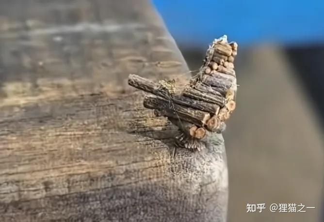 男子发现诡异小虫,身体像树枝,头能缩起来?老百姓称其为“吊死鬼”,网友:30年没见了! - 知乎