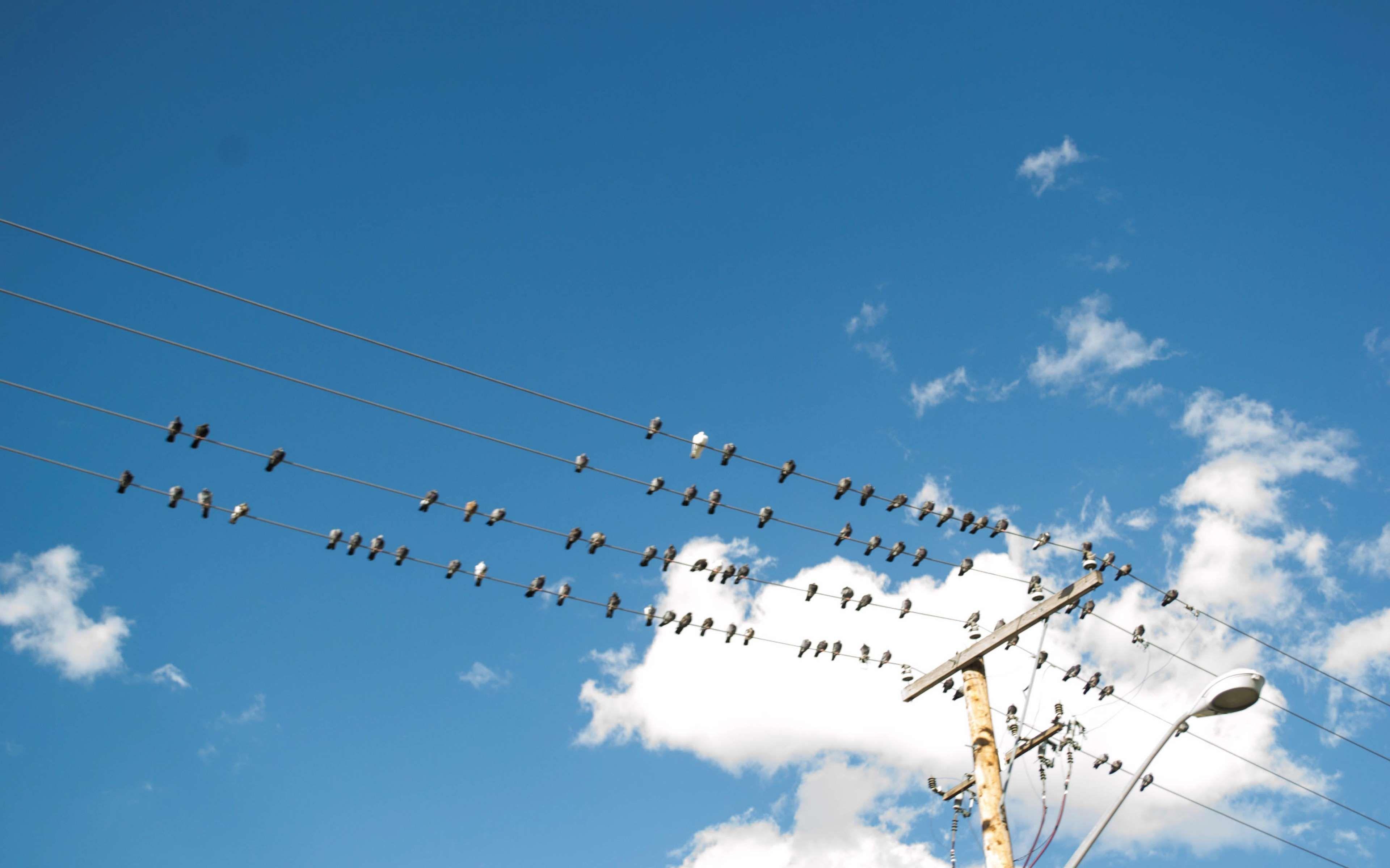 有没有好看的关于电线杆的壁纸