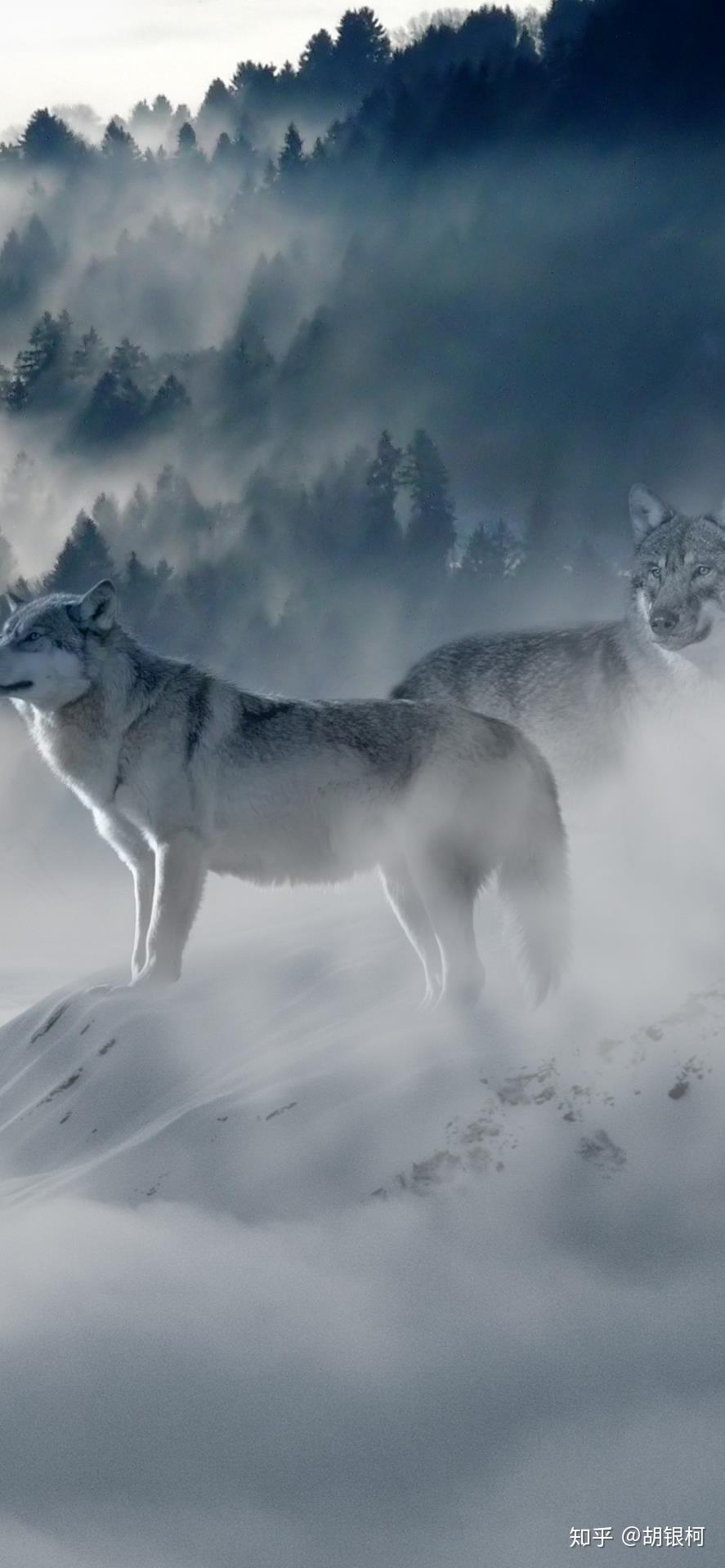 有没有狮子,老虎,花豹,黑豹,狼,雪豹呀这种野兽的手机壁纸? - 知乎