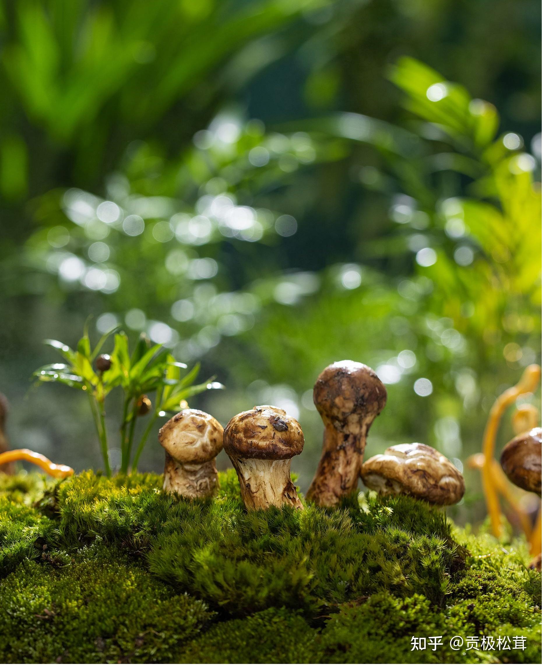 姬松茸与松茸是否为一个品种两者有无区别