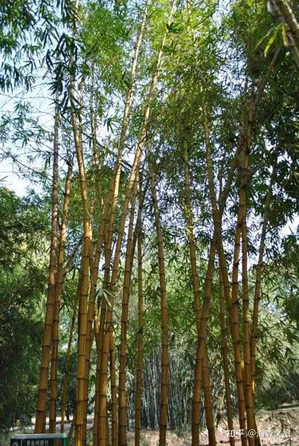 竹在景观中的9大设计技巧 - 知乎