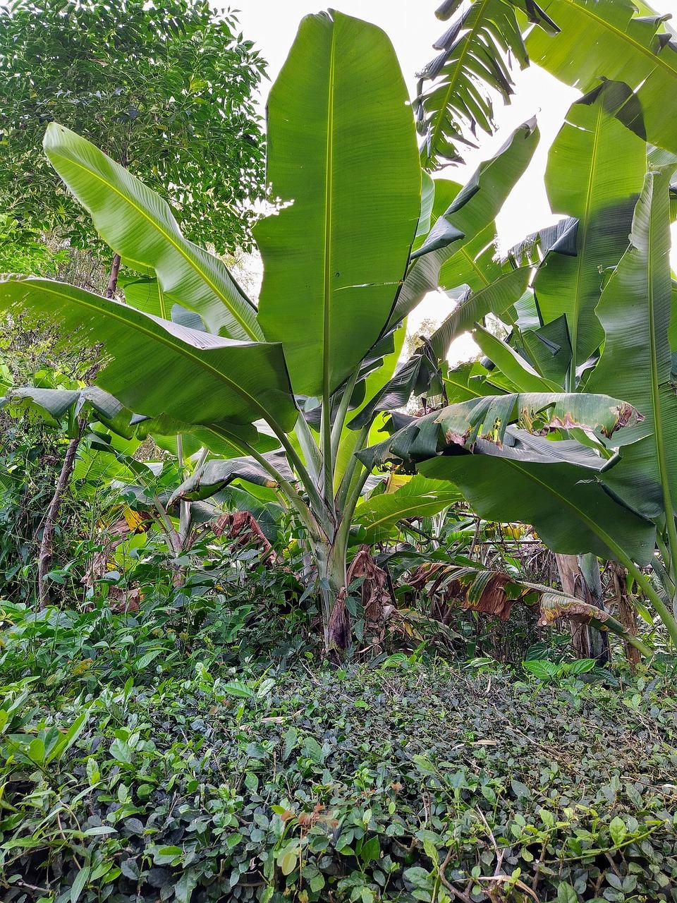 香蕉树下种植什么好