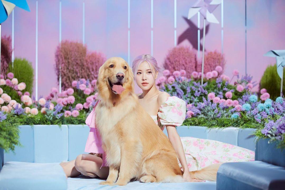 有没有blackpink的rose朴彩英无水印的美图? - 知乎