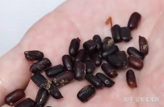 这个是不是蟑螂卵鞘啊啊啊啊啊啊啊?